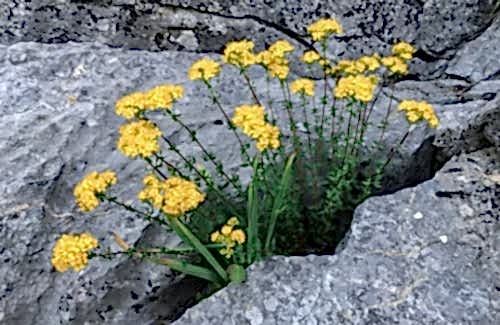 Endemik Bitki Ne Demek?